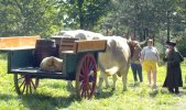 Working the Ox cart